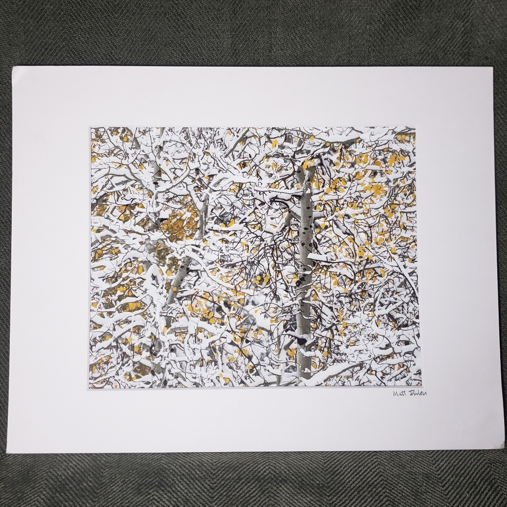 Aspen tree artistic photo print